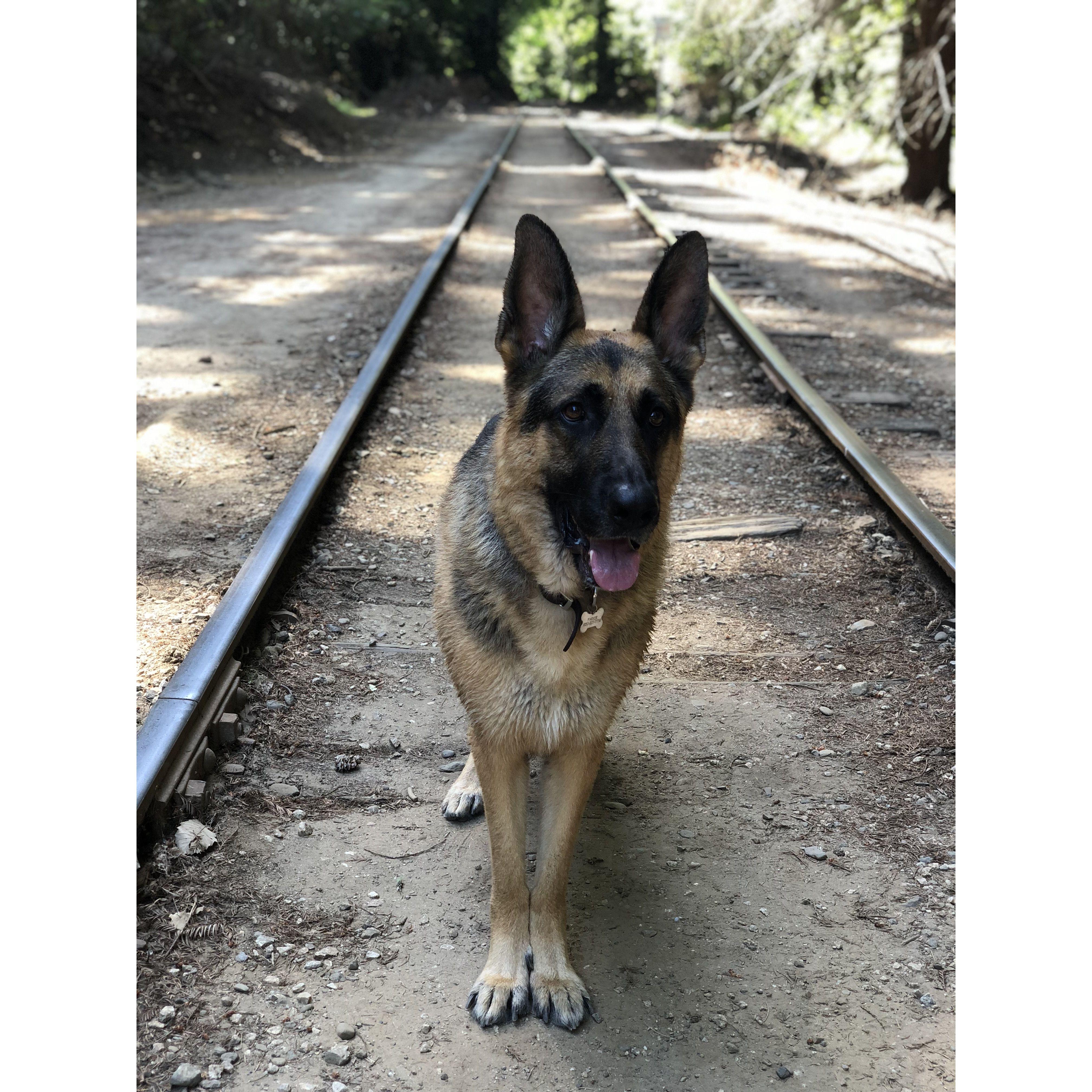 Parker @ Henry Cowell on June 5, 2018.