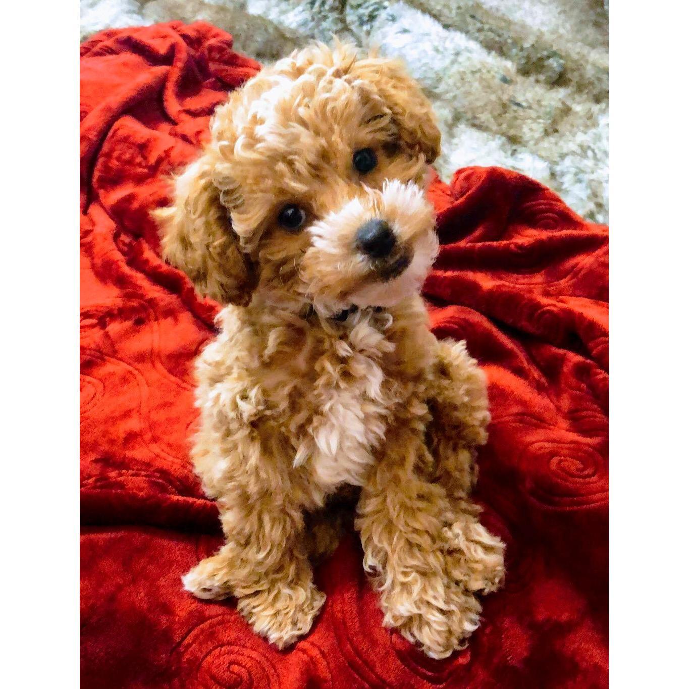 Our baby boy Simba 🦁