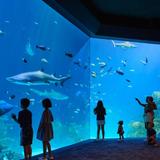 Kansas City Zoo & Aquarium
