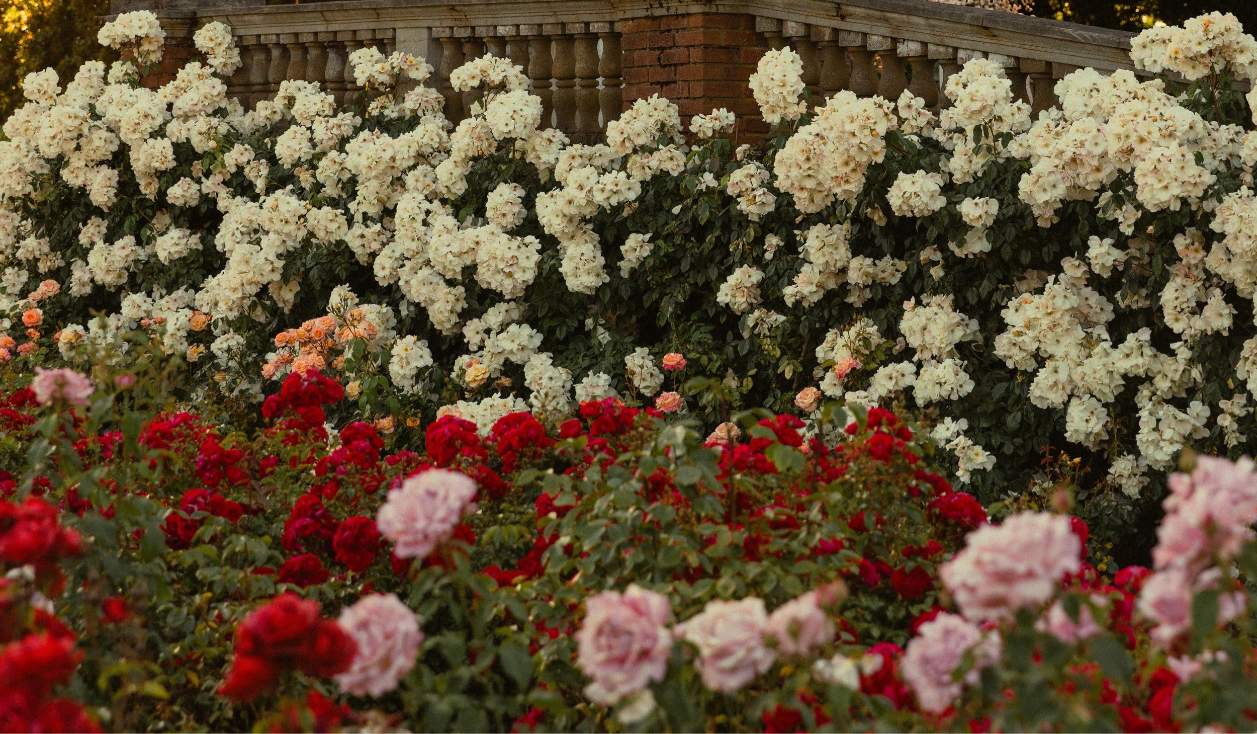 The Wedding Website of Anna Naumets and Orest Zhelnovakov
