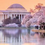 Cherry Blossoms