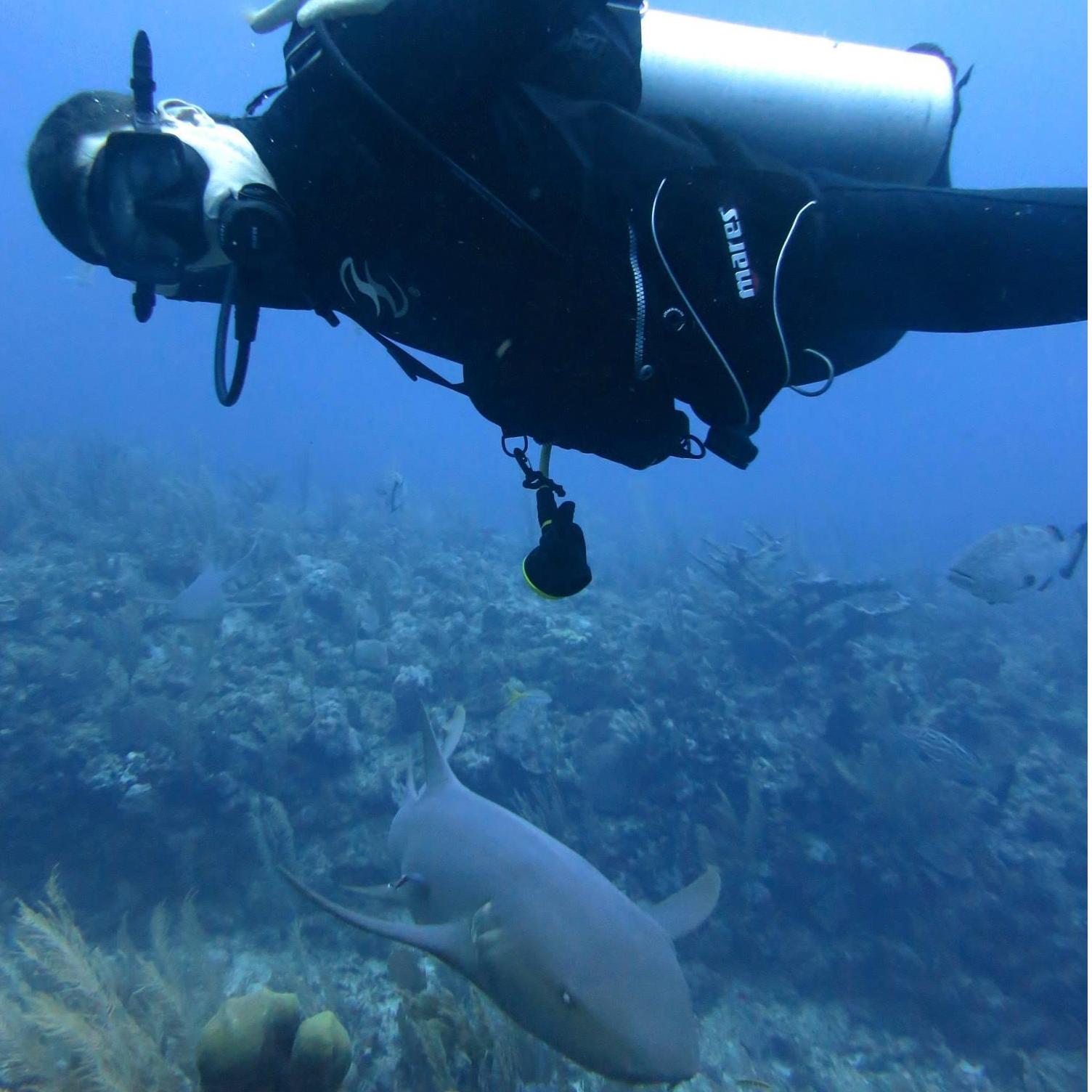 Convinced Dan to get his scuba diving license and scuba dived with sharks in Belize