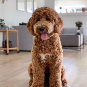 Goldendoodle Fund