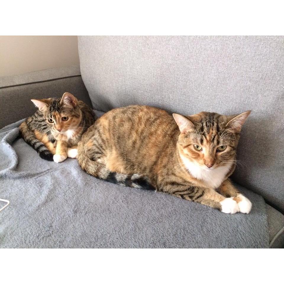 Our little furries, Mini & Rye.