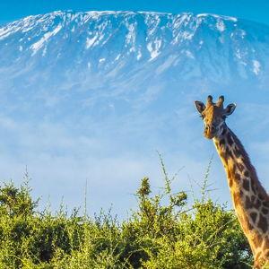 Africa Honeymoon