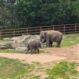 Rosamond Gifford Zoo