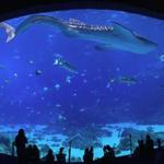 Georgia Aquarium