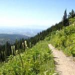 Hiking Trails at the Resort!