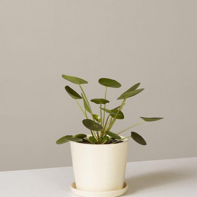 Pilea Peperomioides, Black Planter