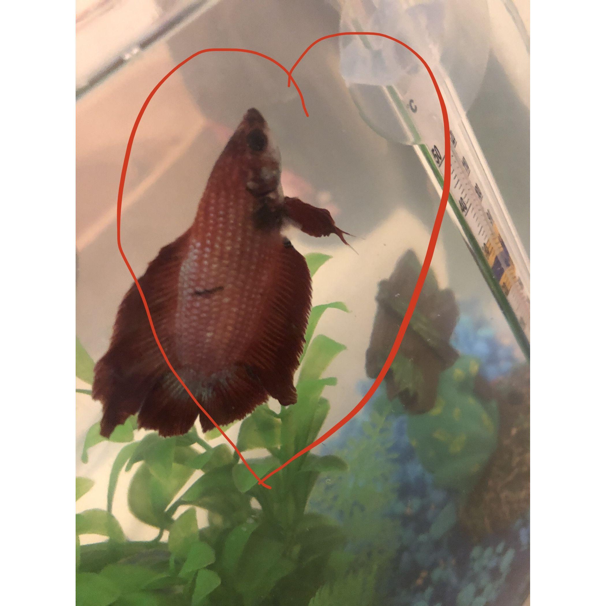 Spooky RIP <3