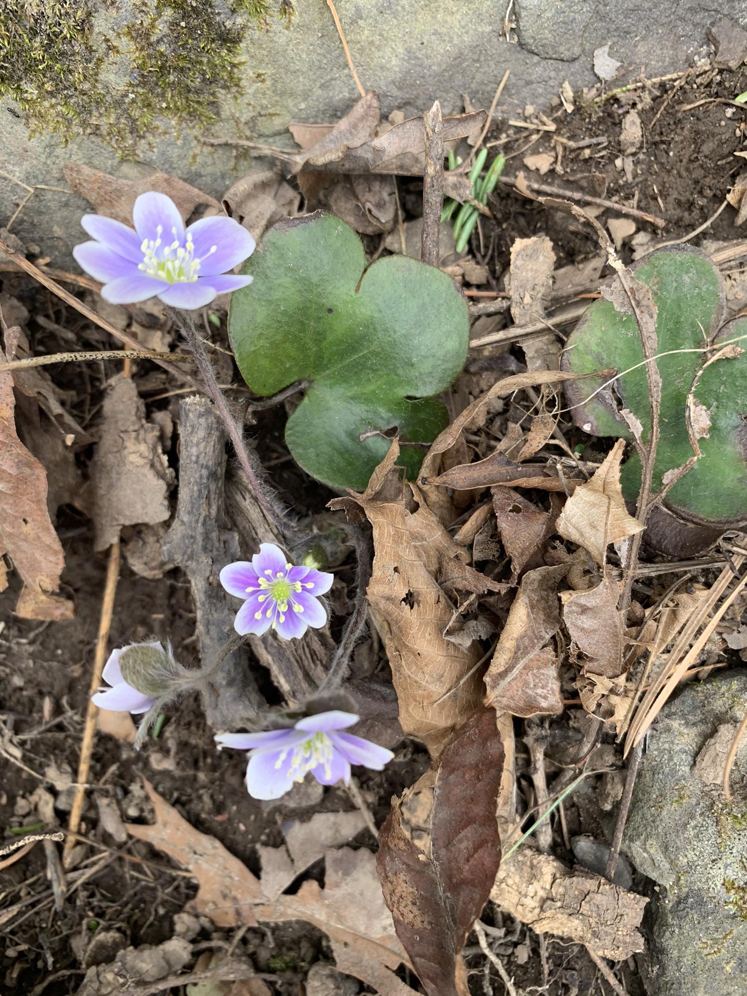 Round-lobed Hypatica
