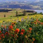 Tom McCall Preserve