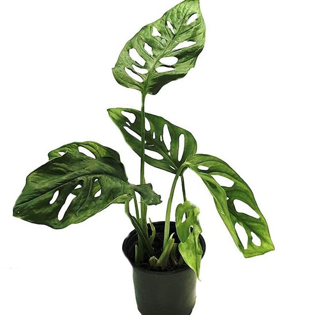 Swiss Cheese Plant - Monstera adansoni - Easy to Grow Old Favorite - 4" Pot