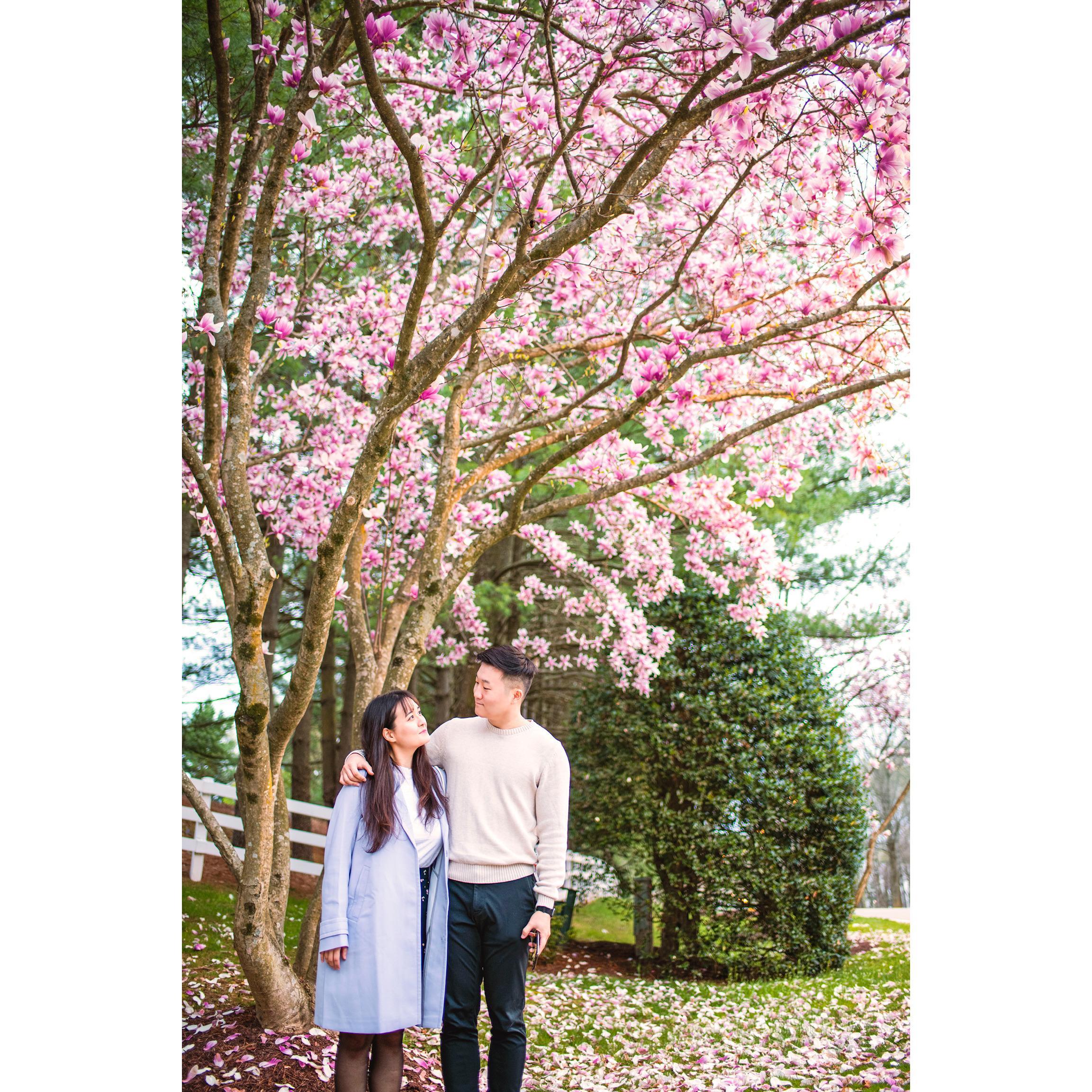Cherry blossom season in the DMV
Photo by Bruce Lee