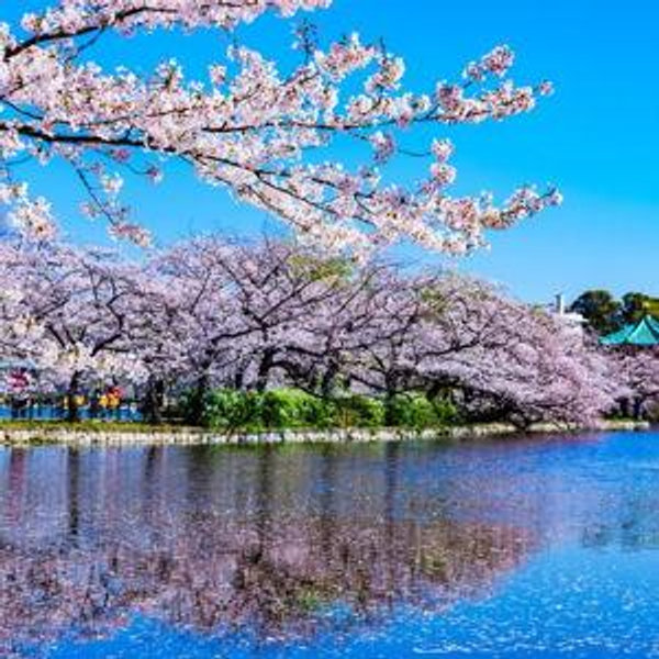Honeymoon: Stay in Ueno, Tokyo