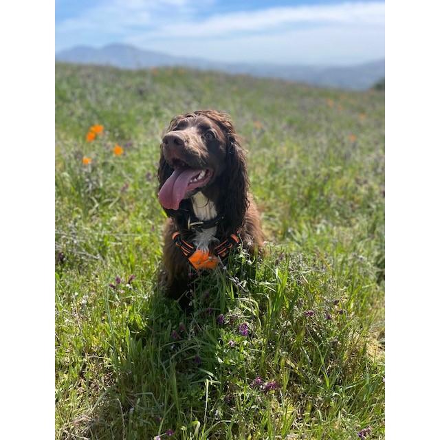 A hike with Moose in the Oakland Hills - April 2021.