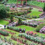International Rose Test Garden
