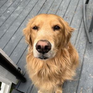 Year Supply Of Dog Treats