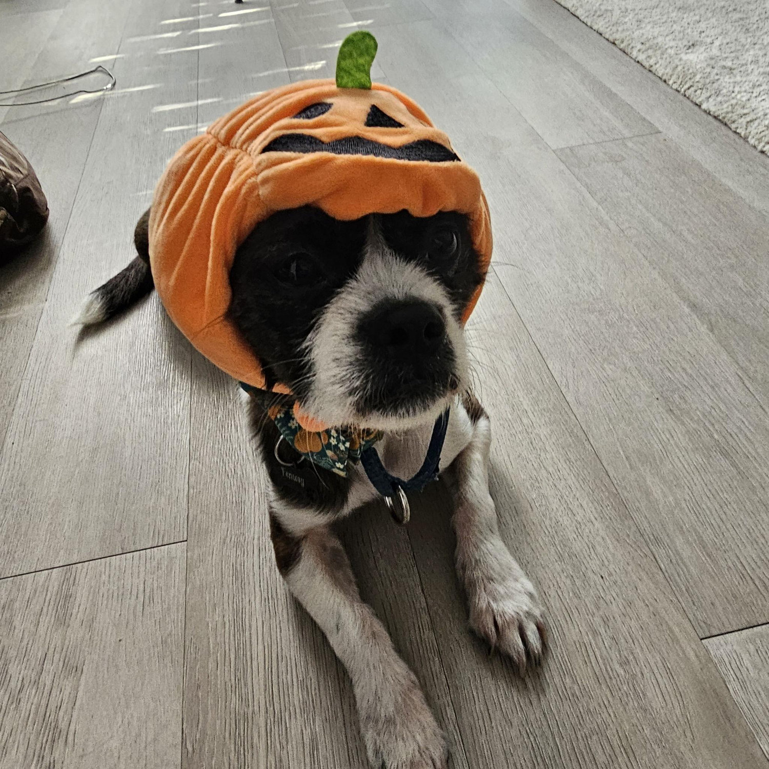 FIrst halloween