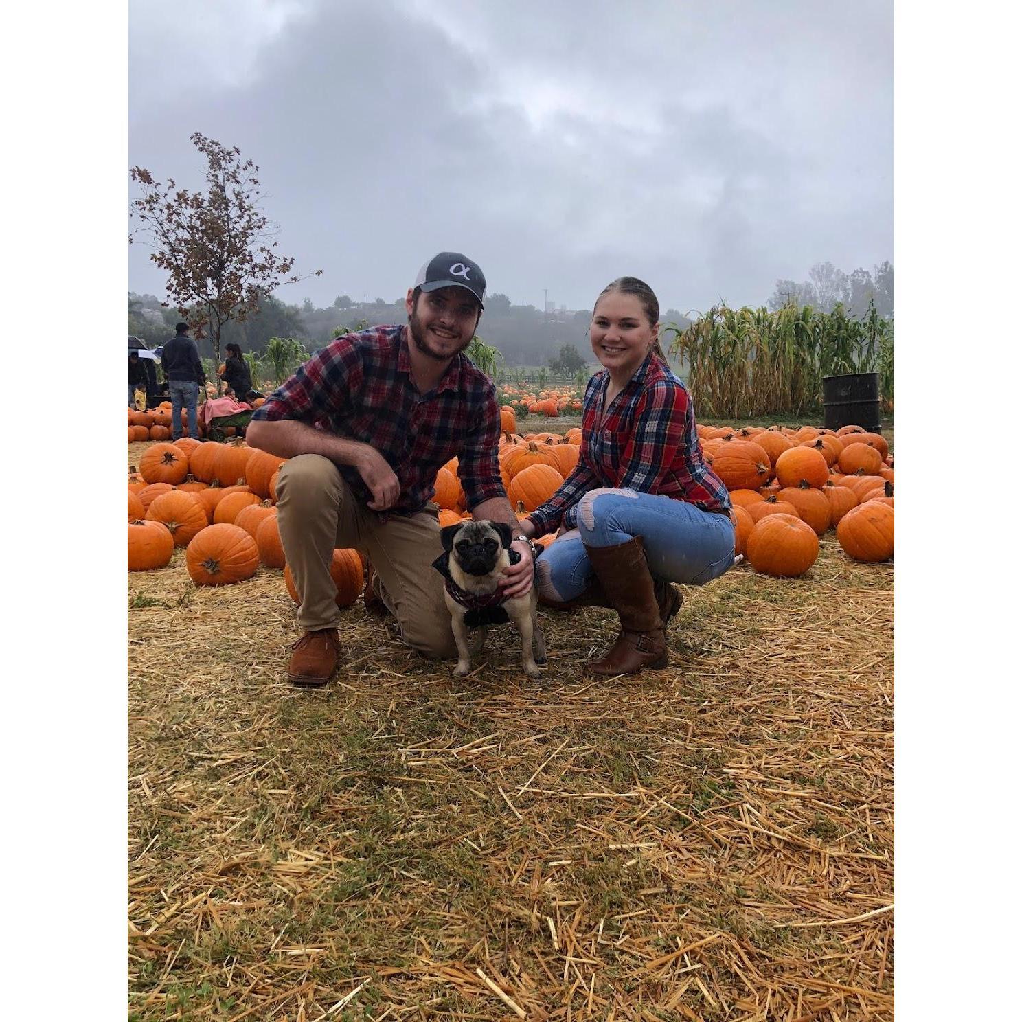 Pumpkin patch 2018