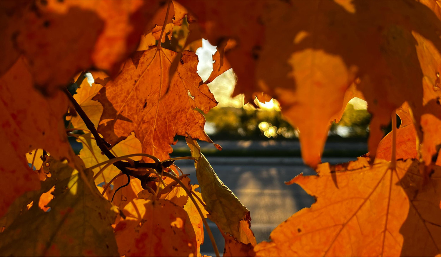 The Wedding Website of Amber Smigiel and Ian Bach