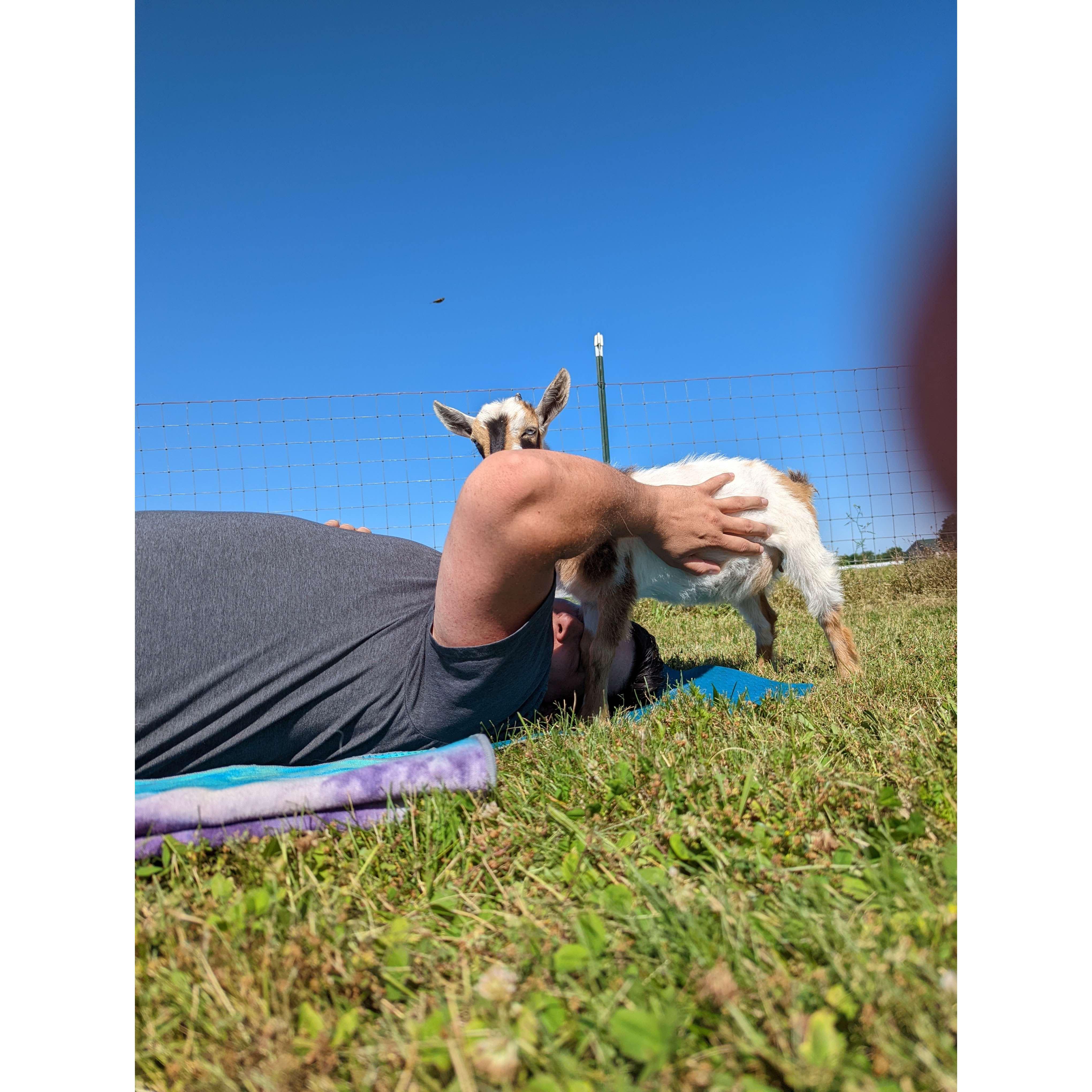 Goat "Yoga"!
