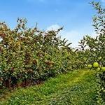 Belltown Hill Orchards