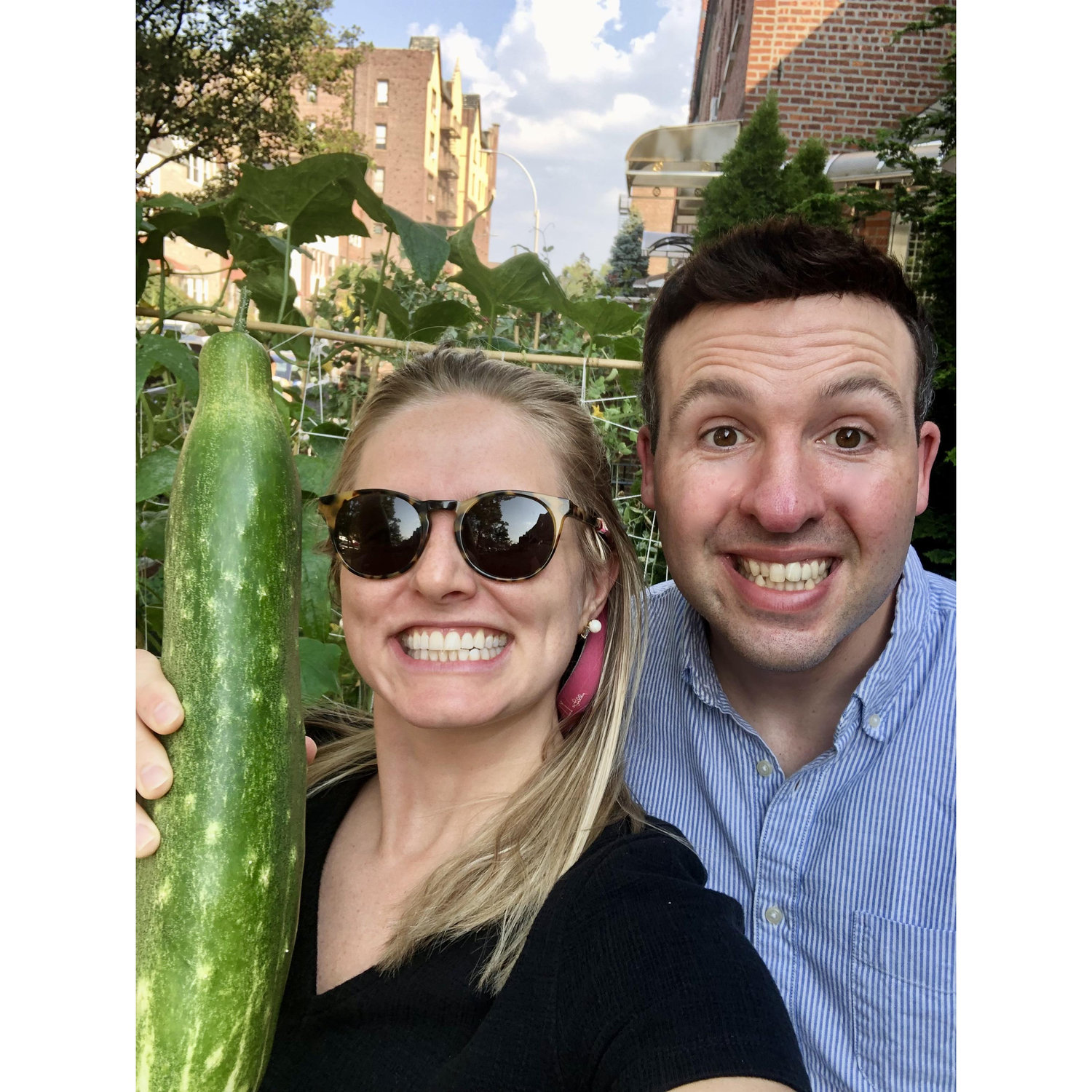 Cucumber grown in our NYC urban garden 
July 2021