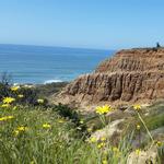 Torrey Pines State Reserve