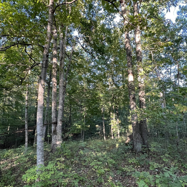 Help us build our house in the woods!
