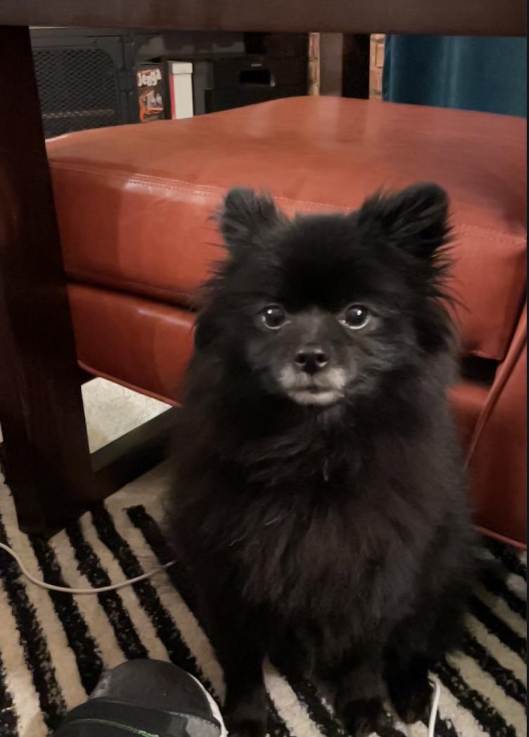 Koda Bear aka Kookie aka the First Born