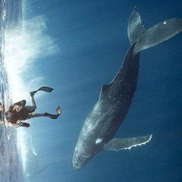 Swimming with Whales in Moorea