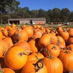 Sherman's Pumpkin Farm & Corn Maze