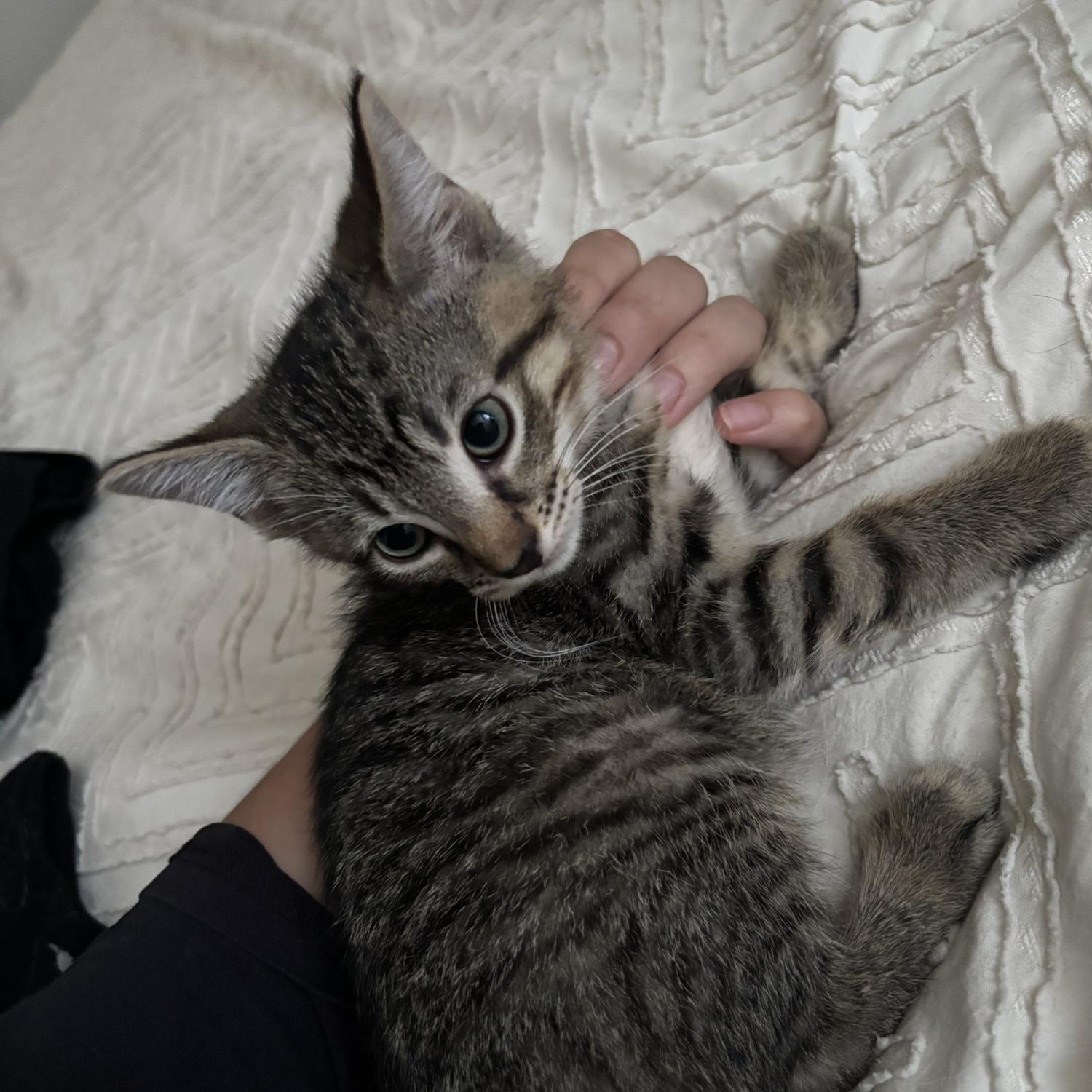 ANOTHER cat…