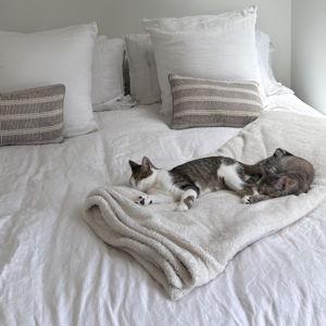 Pet Hotel For Our Honeymoon