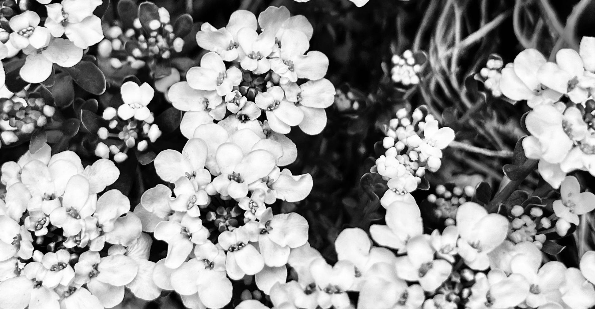 The Wedding Website of Negeena Niazi and Marty Marx