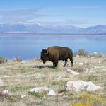 Antelope Island State Park