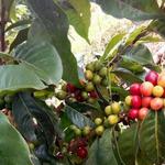 Don Leandro Coffee Farm