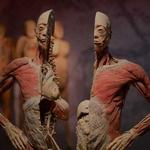 BODIES | The Exhibition