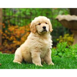 Puppy Fund