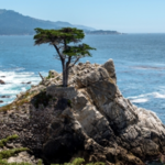 Take a Scenic Turn Down 17 Mile Dr