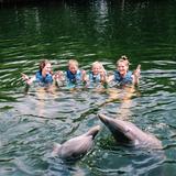 Florida Keys Swim with Dolphin Tours and Tickets