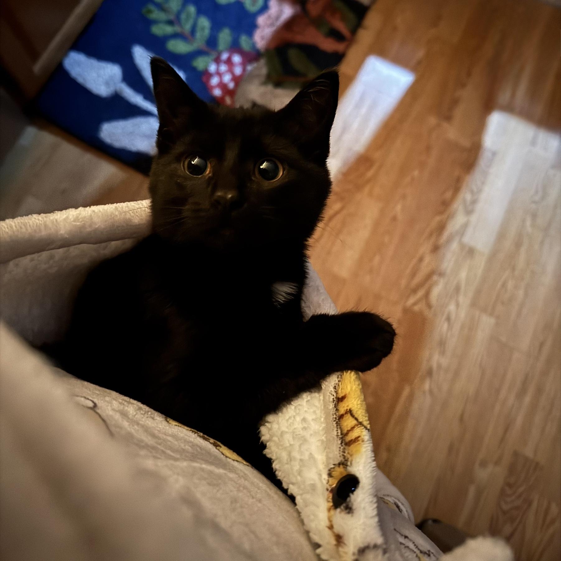 Pocket Cat Ebi