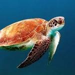 South Carolina Aquarium