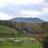Sip: Round Peak Vineyards