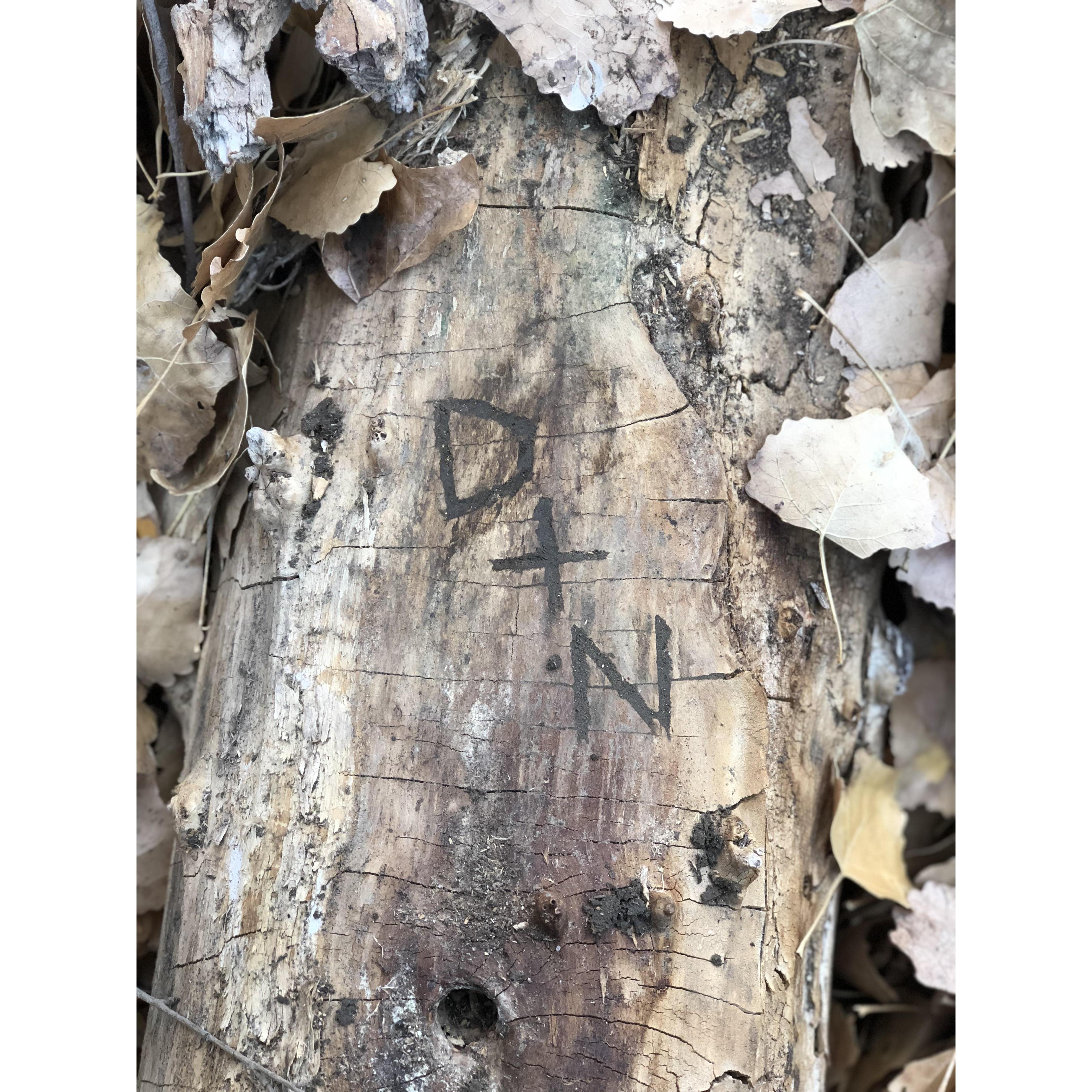 We carved our initials into a tree in Bishop, CA