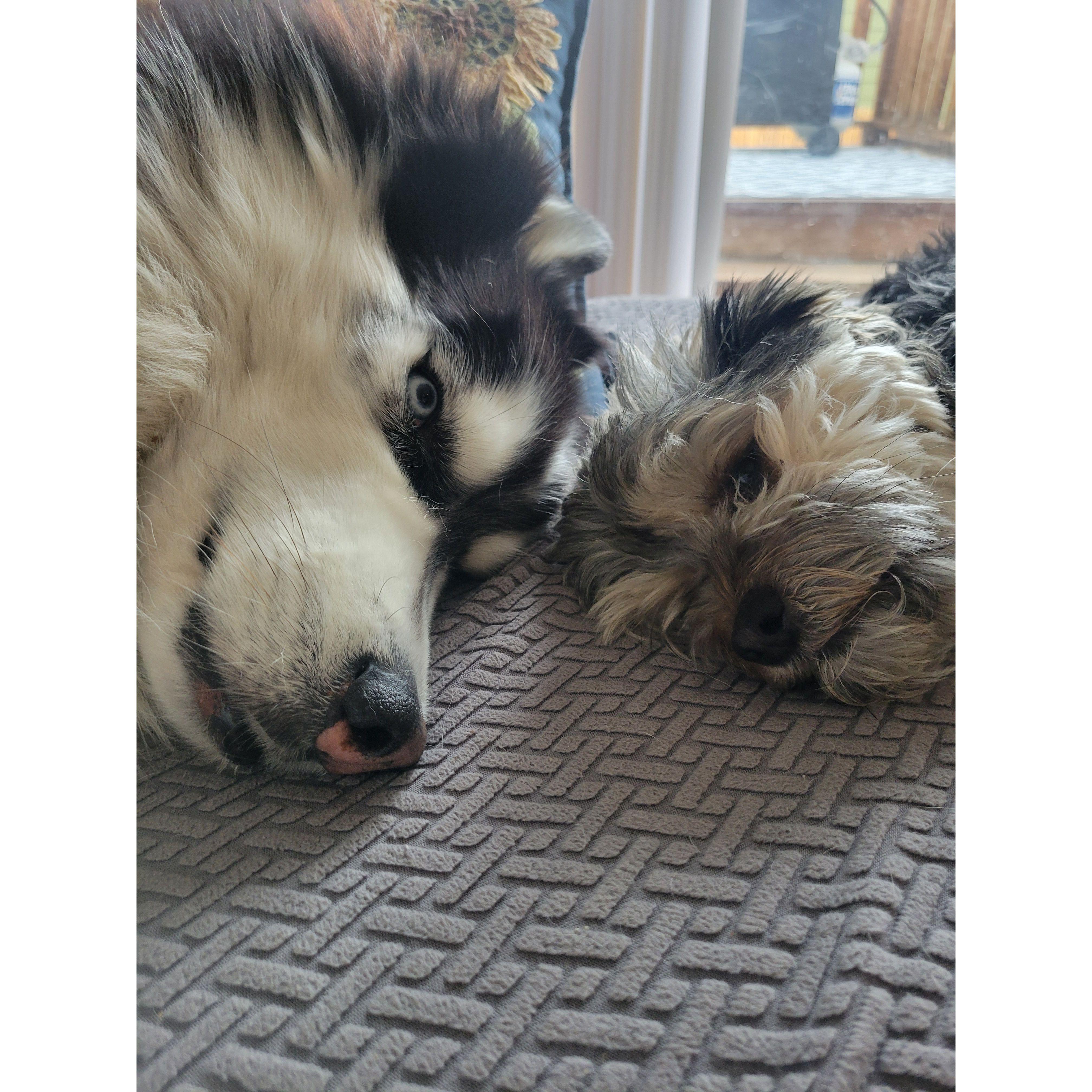 Best buddies
