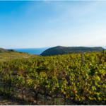Emporda Wine Region