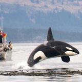 Adventure the San Juan Islands