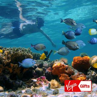 Reef Snorkeling Tour for 2 - Key West
